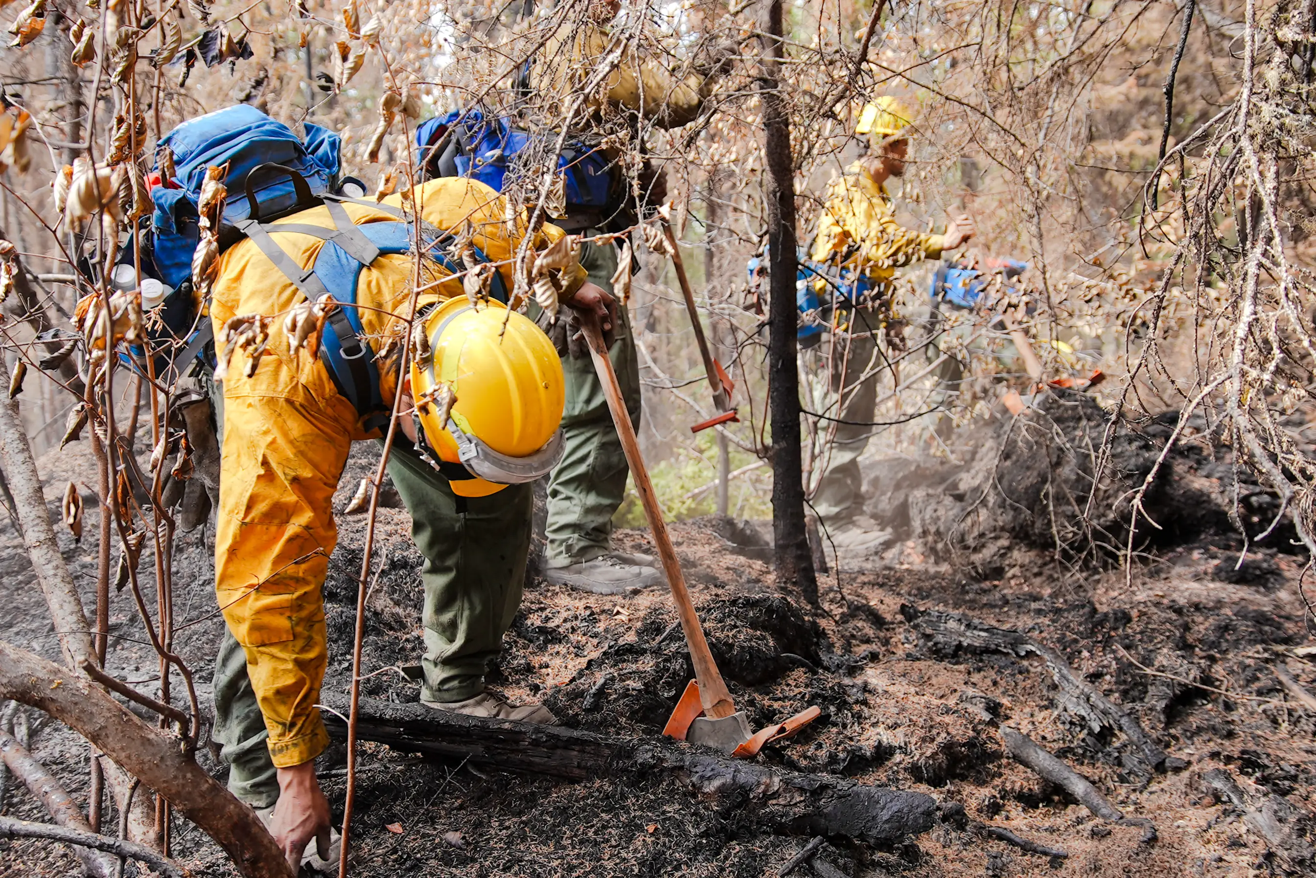 Three wildland firefighters in yellow Nomex working a hand line through a recently burned over area, gridding for residual heat.